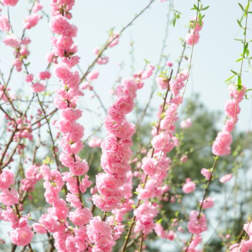 pink flowers