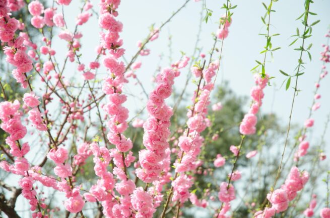 pink flowers