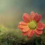 shallow focus of pink flower