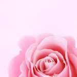 pink rose closeup photography